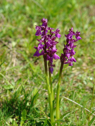 Foto superbia naturii (c) Petru Goja